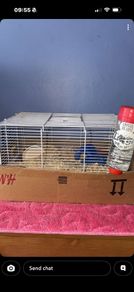 Mice