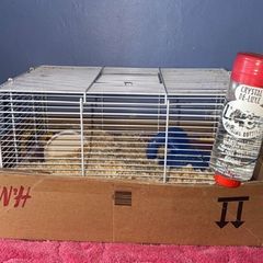 Mice
