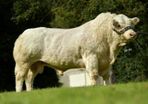 Pedigree Charolais Bulls