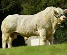Pedigree Charolais Bulls