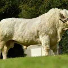 Pedigree Charolais Bulls