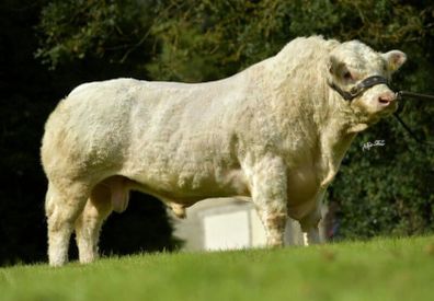 Pedigree Charolais Bulls