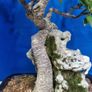 Ficus Bonsai Image 5