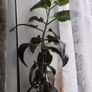 Mother of Thousand plant Image 3