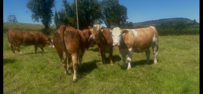 Springing and incalf heifers
