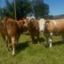 Springing and incalf heifers Image 7
