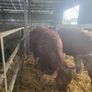 Cattle Image 4