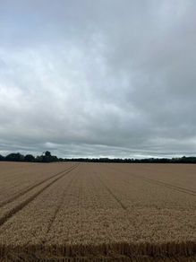 winter wheat straw, chopped 4x4 bale 23