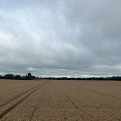 winter wheat straw, chopped 4x4 bale 23