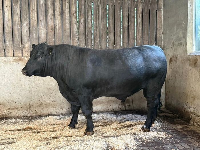 AA bull