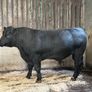 AA bull Image 4
