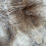 Reindeer Hide rug Image 4