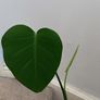 Monstera Image 5