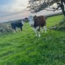 Heifers Image 5