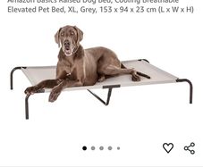 Amazon Basics XL raised/elevated dog bed in grey.