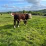 Pedigree Hereford Bull Image 3