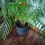 Large parlour palm Image 2