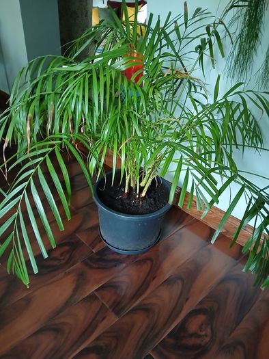 Large parlour palm