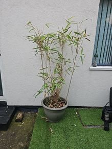 bamboo