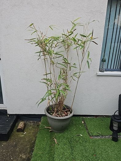 bamboo