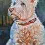 Westi West Highland terrier - original oil painting Image 2