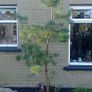 Scotts pine trees Image 4