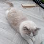 Foster Home Wanted for Sud Ragdoll Cat Image 6