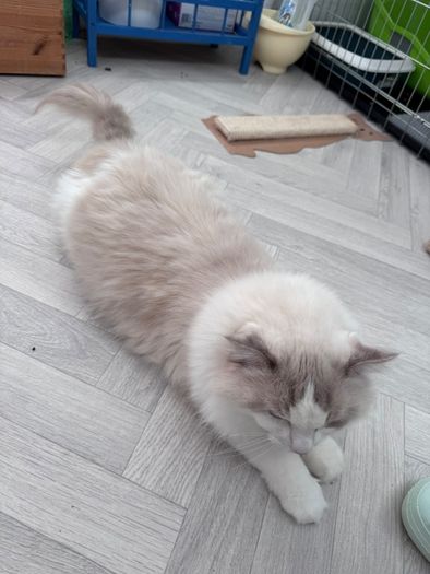 Foster Home Wanted for Sud Ragdoll Cat