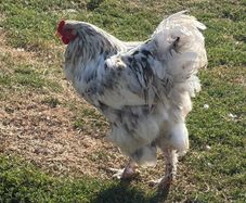 Young Roosters for sale