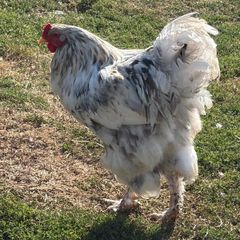Young Roosters for sale