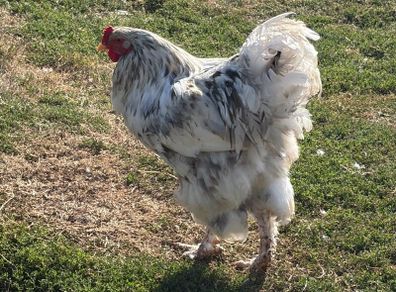 Young Roosters for sale