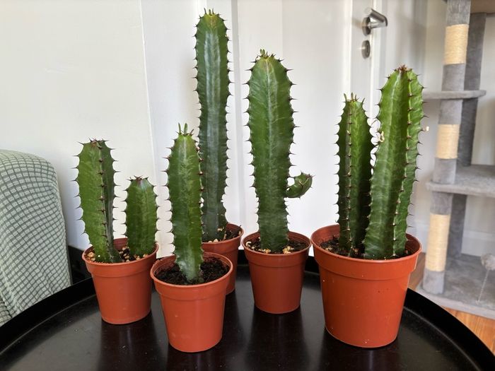 Cacti & Succulents