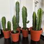 Cacti & Succulents Image 3