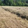 Hay Image 2