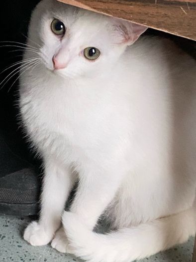 Caring home needed for two kittens