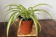 Spider plant house plant