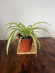 Spider plant house plant