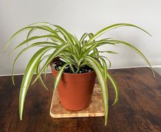 Spider plant house plant