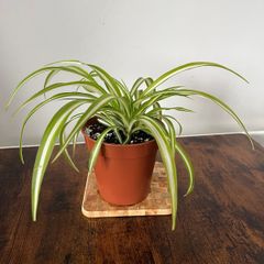 Spider plant house plant