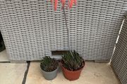 2 aloe plants