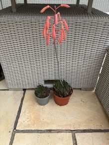 2 aloe plants