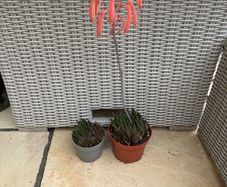 2 aloe plants