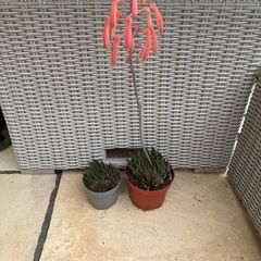 2 aloe plants