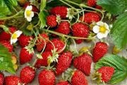 (S) Alpine Strawberry Rujana seeds 0.1g (123803)