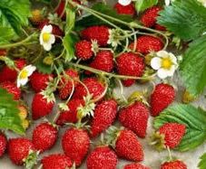 (S) Alpine Strawberry Rujana seeds 0.1g (123803)