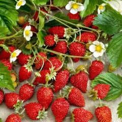 (S) Alpine Strawberry Rujana seeds 0.1g (123803)
