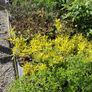 Flowering Shrubs, Two Euros Image 8