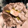 Soft Grey Flower hair clip Elegant & Versatile Image 4