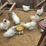 Purebred Silkie Bantam Chicks Image 3