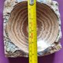 Argonite Image 6